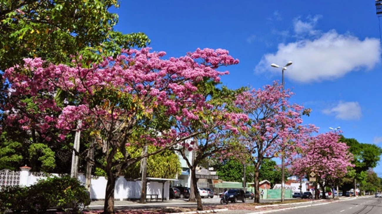 Beira-Rio_ipes