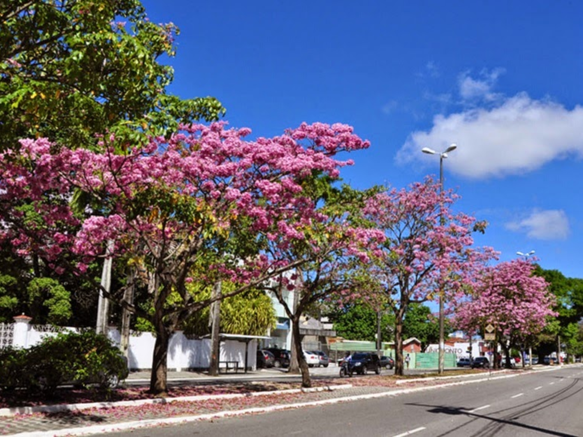 Beira-Rio_ipes