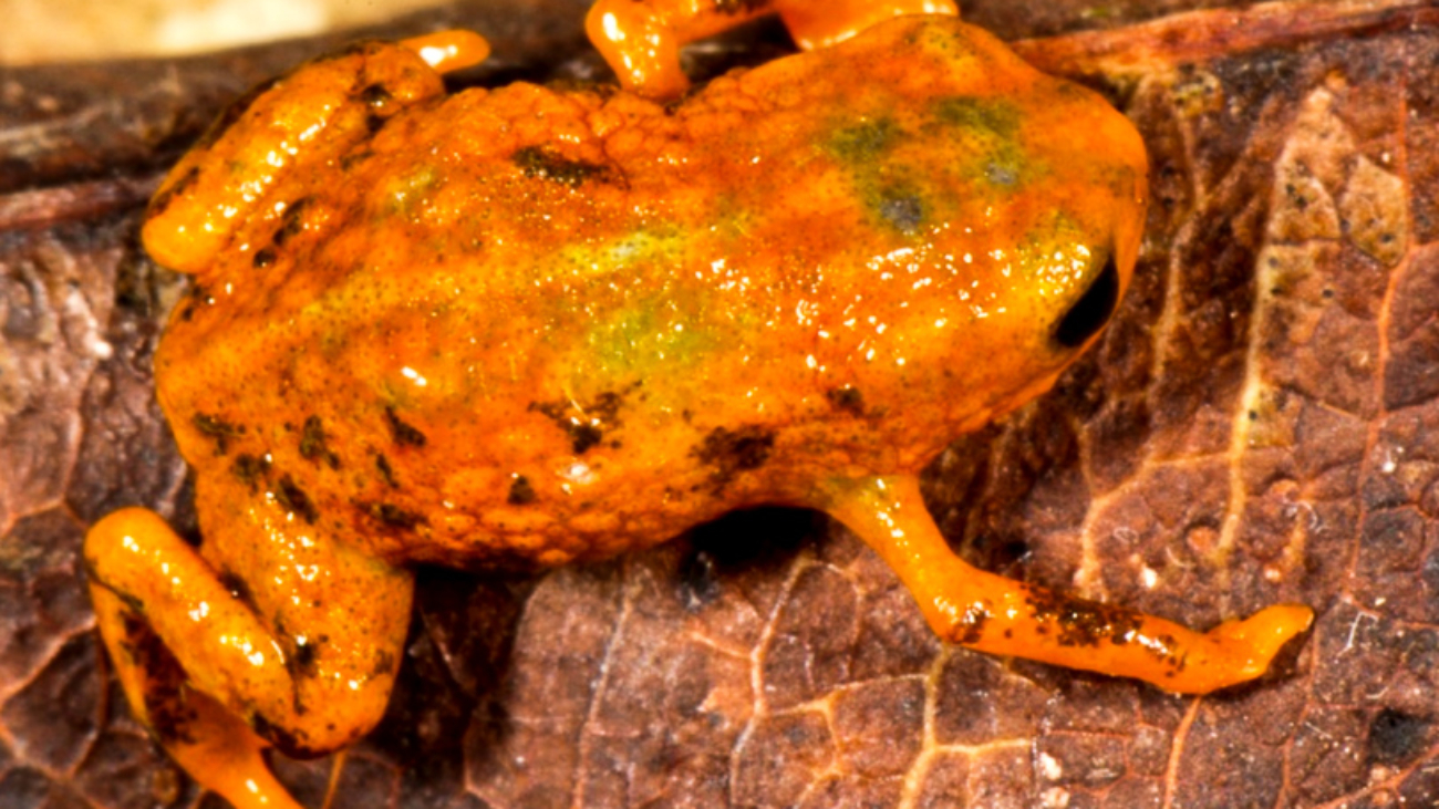 Brachycephalus mariaeterezae Foto Luiz Fernando Ribeiro