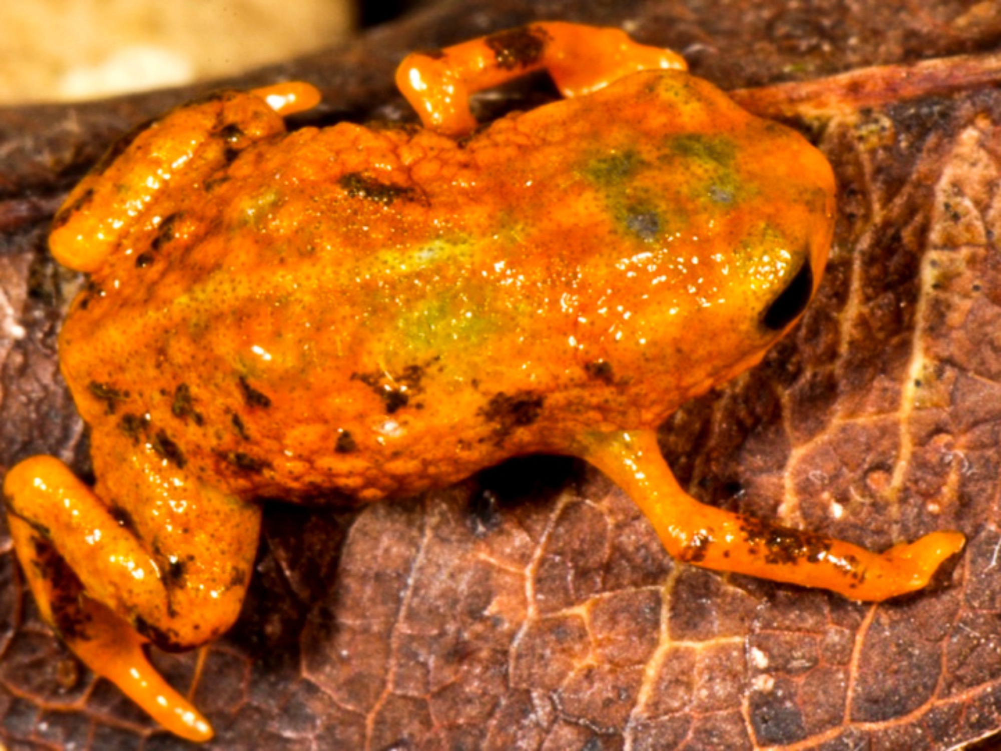 Brachycephalus mariaeterezae Foto Luiz Fernando Ribeiro