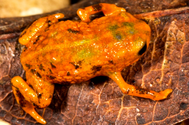 Brachycephalus mariaeterezae Foto Luiz Fernando Ribeiro