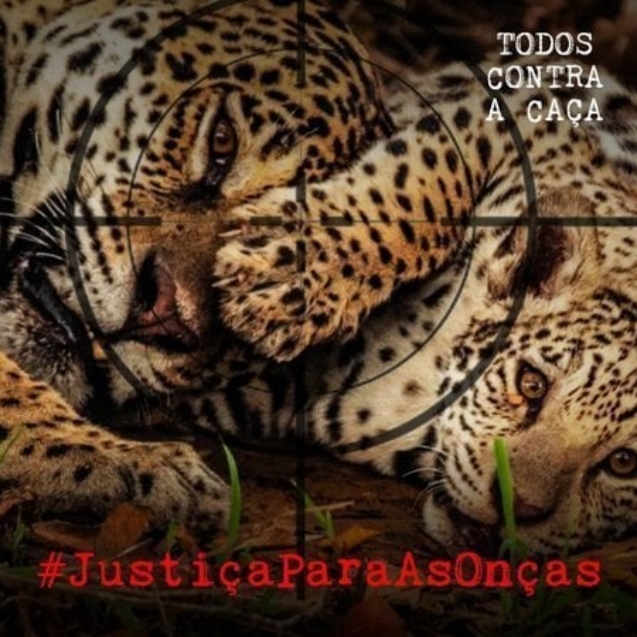 onça