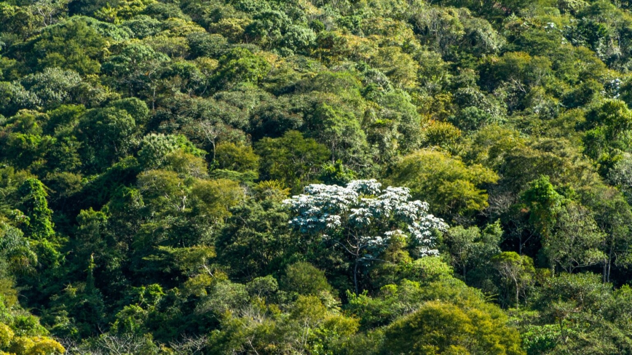 mata-atlantica2_page-0001-1536x864