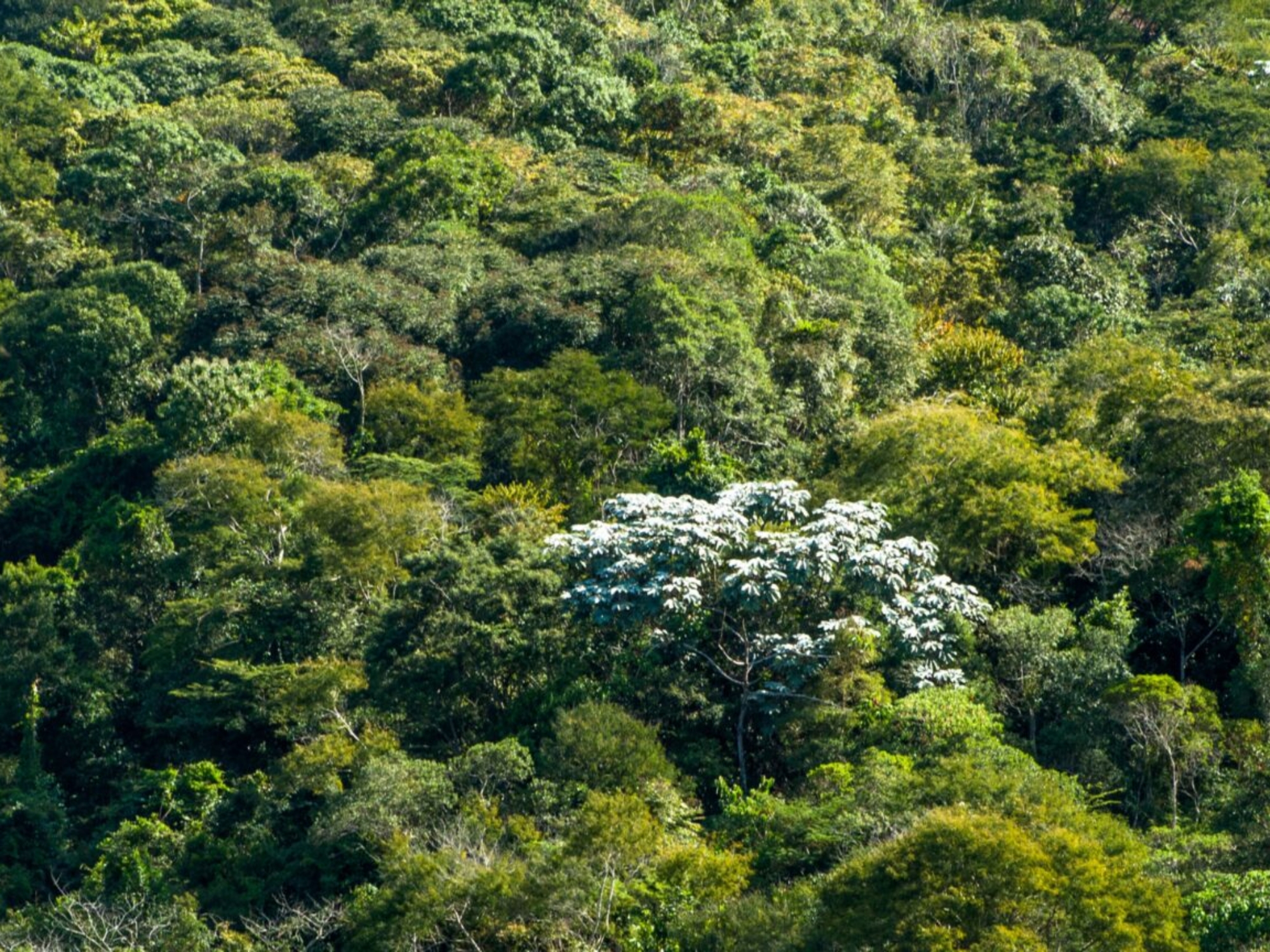 mata-atlantica2_page-0001-1536x864