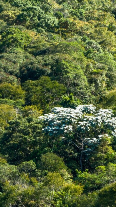 mata-atlantica2_page-0001-1536x864
