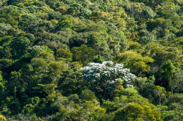mata-atlantica2_page-0001-1536x864