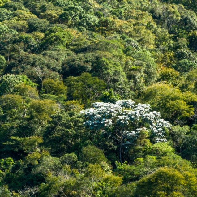 mata-atlantica2_page-0001-1536x864